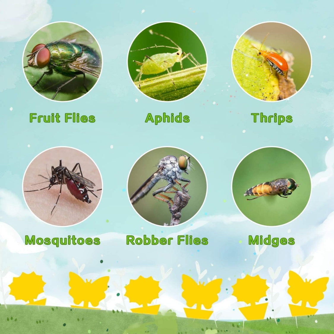 36 Pack Yellow Sticky Traps – Fruit Fly & Fungus Gnat Killer