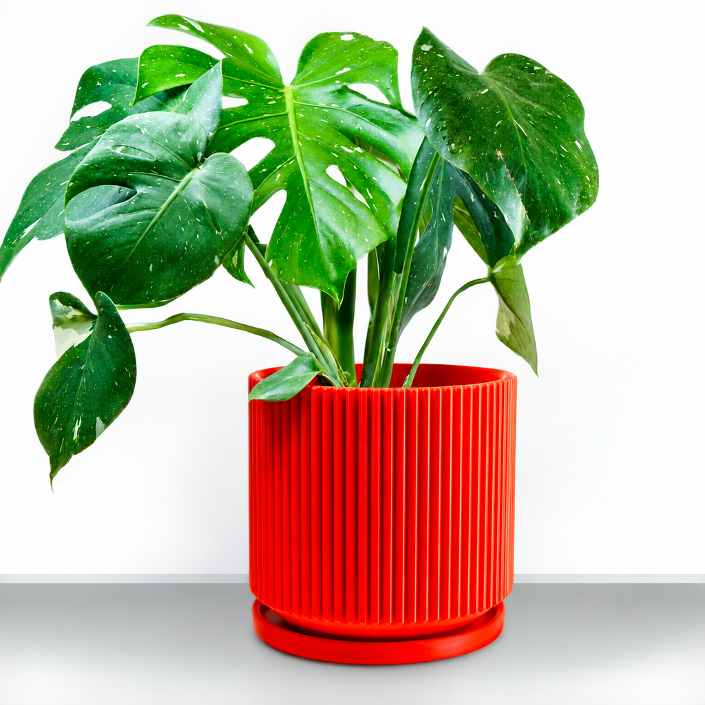 Red ribbed planter with plant